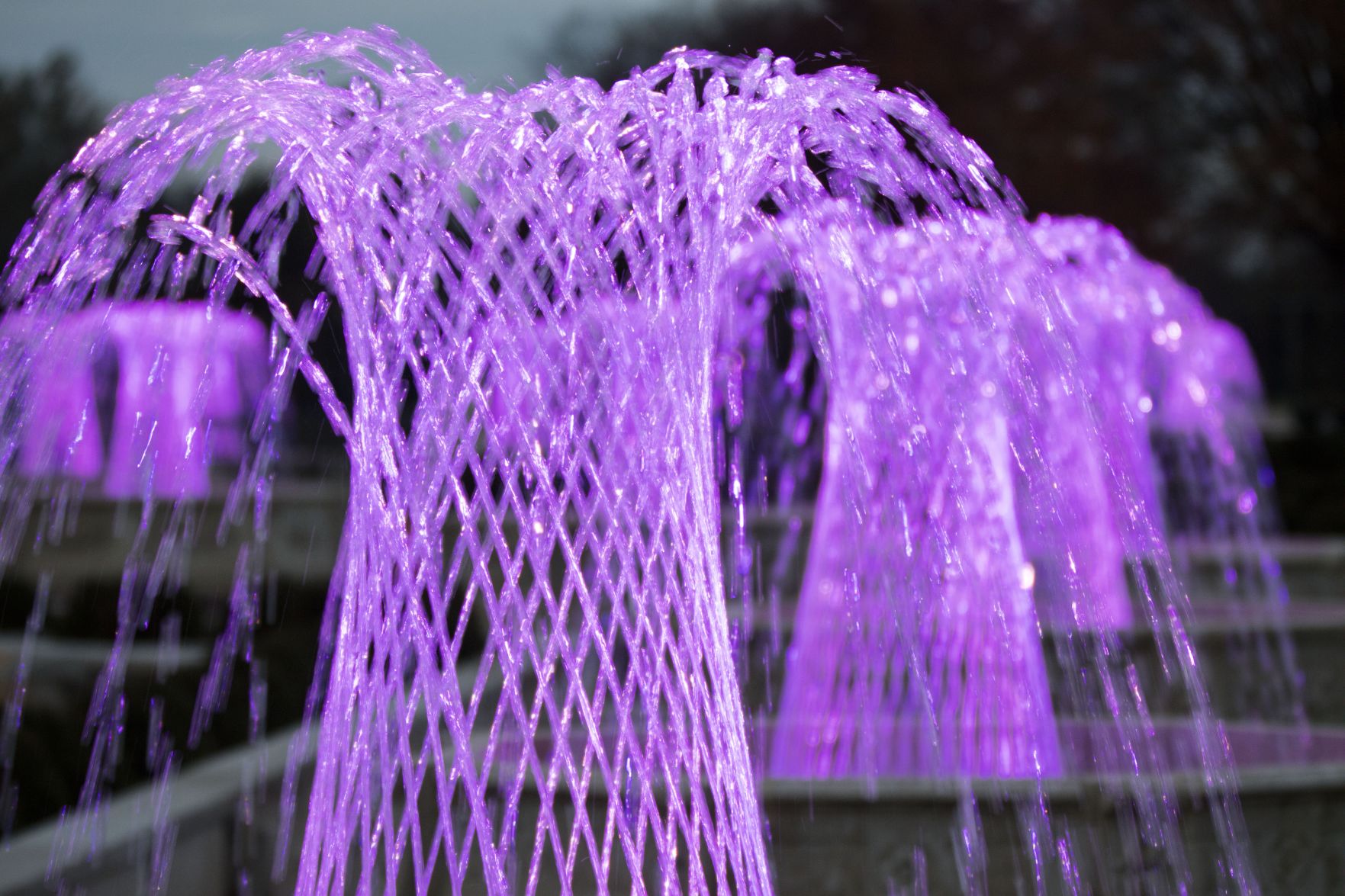 purple weave